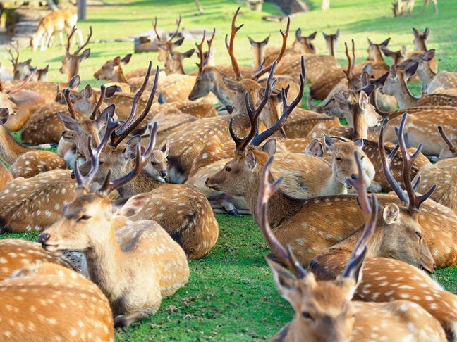 奈良鹿公園